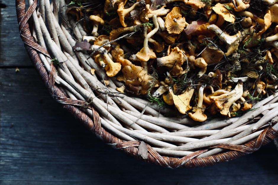 5 Common Mistakes with Morel & Chanterelle Field Secrets (And How to Avoid Them)