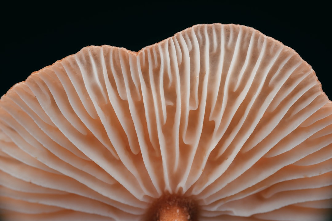 5 Common Mistakes with Spore Prints & Toxic Lookalikes (And How to Avoid Them)