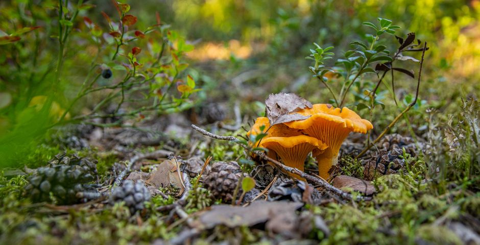 A Realistic Routine for Morel & Chanterelle Field Secrets That Fits a Busy Life