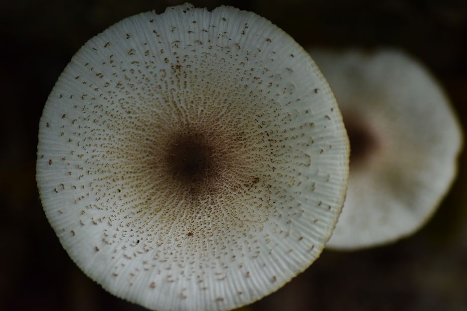 A Realistic Routine for Spore Prints & Toxic Lookalikes That Fits a Busy Life