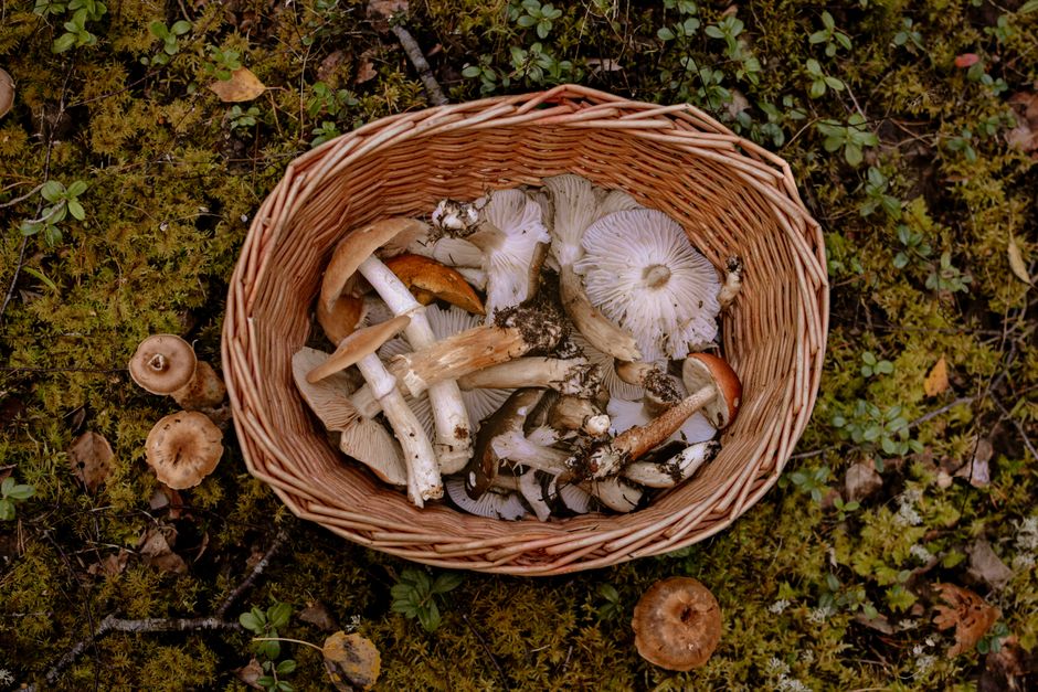 Common Myths About Morel & Chanterelle Field Secrets I Stopped Believing