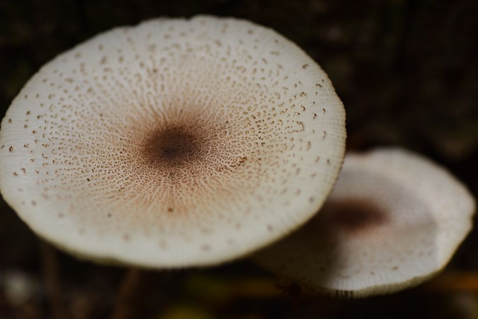 Common Myths About Spore Prints & Toxic Lookalikes I Stopped Believing