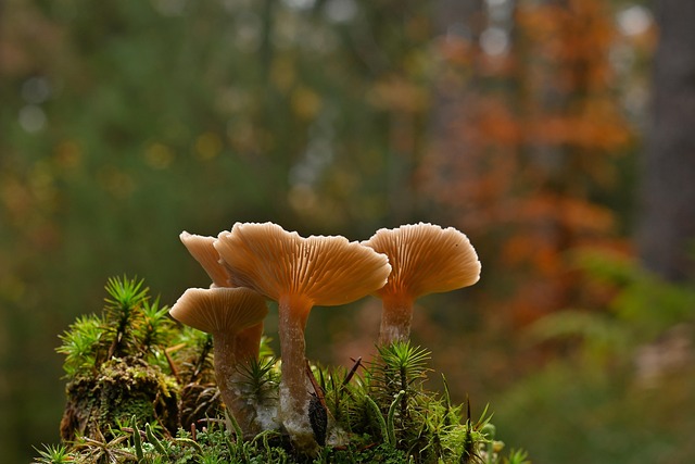 How Much Does Morel & Chanterelle Field Secrets Really Cost in 2026? Budget & Gear
