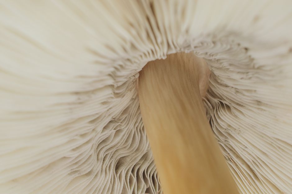 How Much Does Spore Prints & Toxic Lookalikes Really Cost in 2026? Budget & Gear