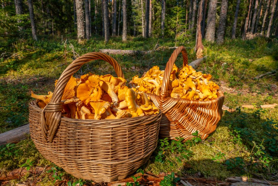 Morel & Chanterelle Field Secrets vs Alternatives : My Honest Hands-On Comparison