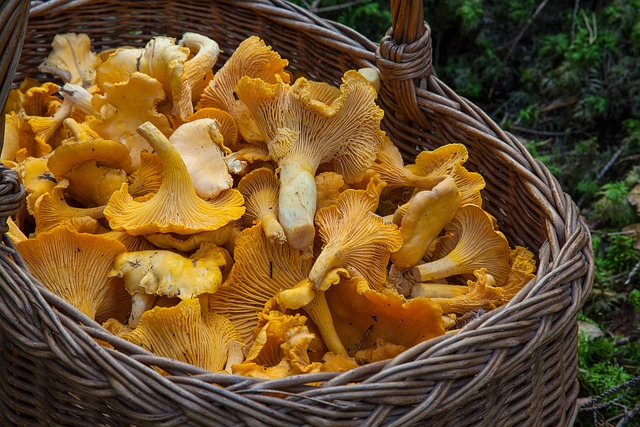 My Field Guide to Morel & Chanterelle Field Secrets : What Actually Works