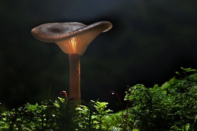 My Field Guide to Spore Prints & Toxic Lookalikes : What Actually Works