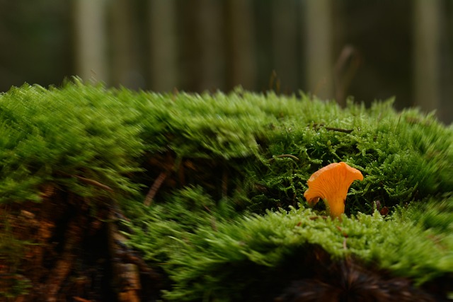My Golden Rules for Morel & Chanterelle Field Secrets That Never Let Me Down