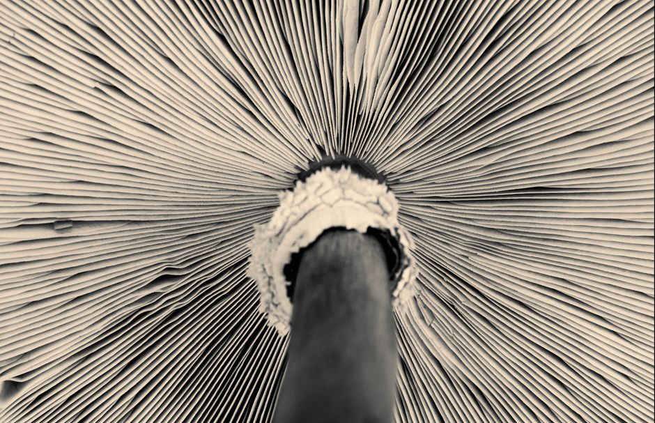 My Golden Rules for Spore Prints & Toxic Lookalikes That Never Let Me Down