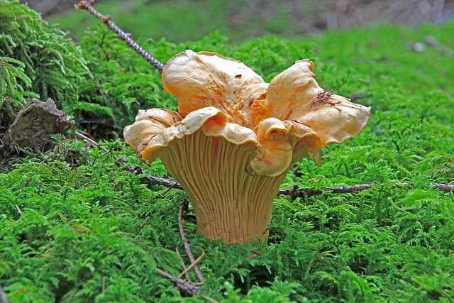 My Step-by-Step Blueprint for Morel & Chanterelle Field Secrets