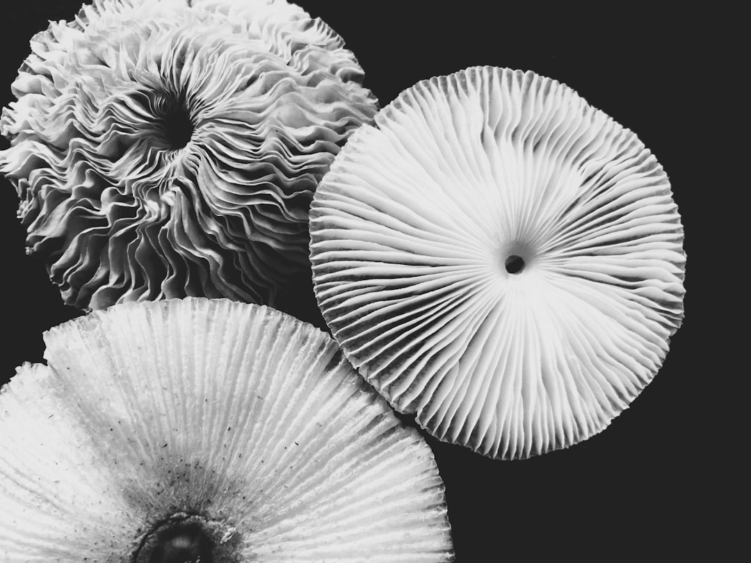 My Step-by-Step Blueprint for Spore Prints & Toxic Lookalikes