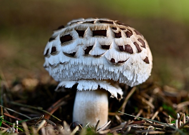 Spore Prints & Toxic Lookalikes vs Alternatives : My Honest Hands-On Comparison