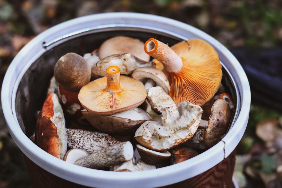 The Best Tools & Supplies I Actually Use for Morel & Chanterelle Field Secrets