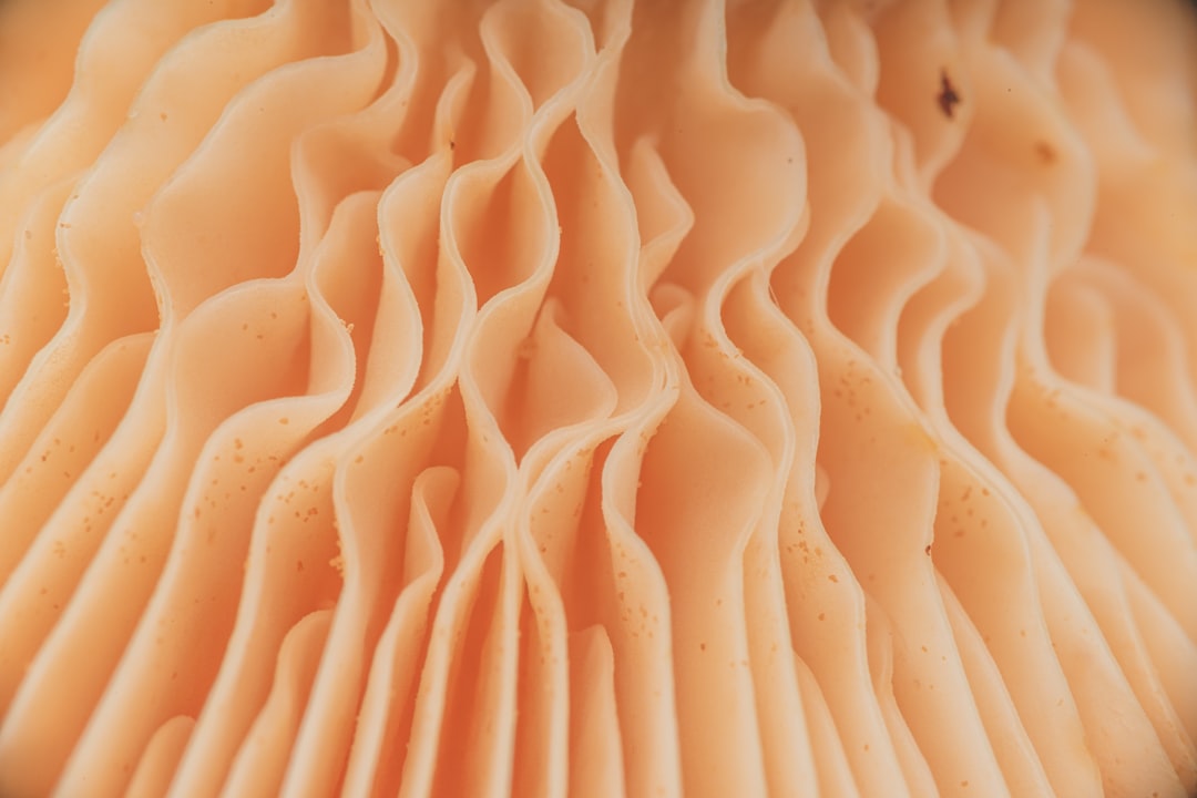 The Best Tools & Supplies I Actually Use for Spore Prints & Toxic Lookalikes