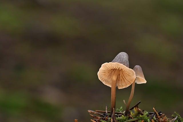 Troubleshooting Spore Prints & Toxic Lookalikes : Diagnosing and Fixing Problems